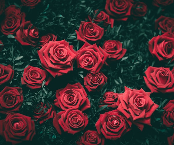 Premium red roses — shop our rose collection