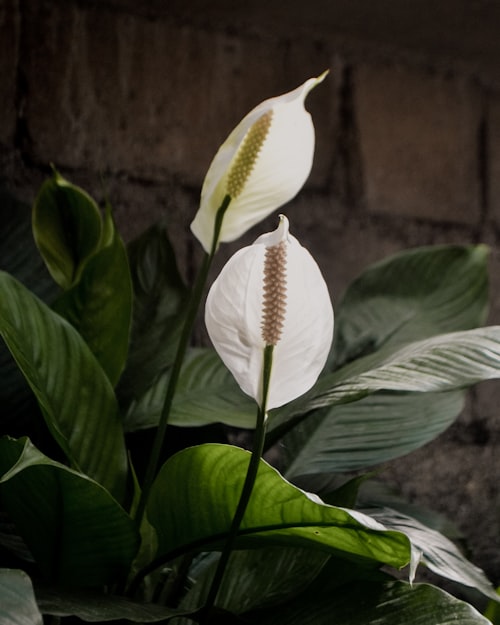 Peaceful Lily - Bloomerang Floral Sarasota