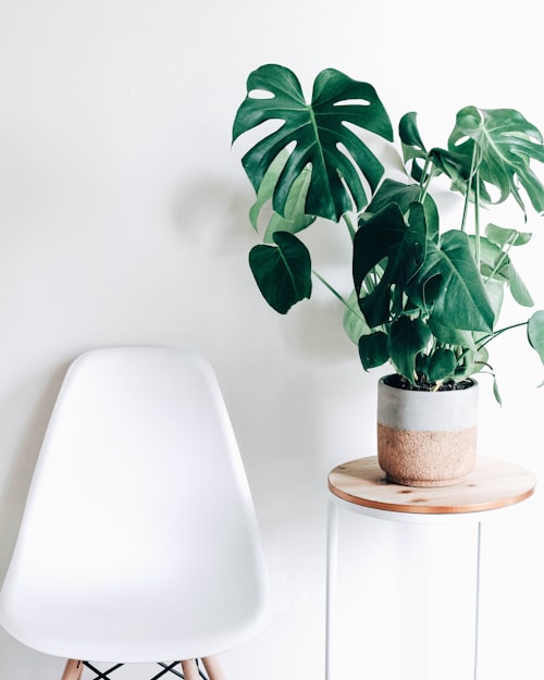 Fiddle Leaf Fig - Bloomerang Floral Sarasota