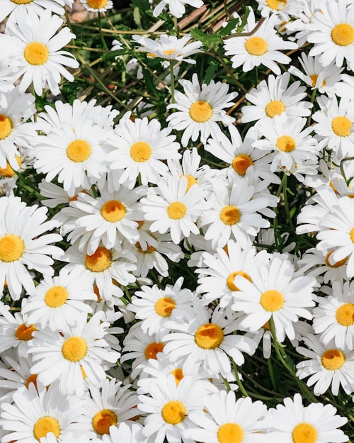 Standing Sprays & Wreaths